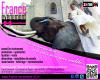 france evenement 45 a marcilly en villette (animations)